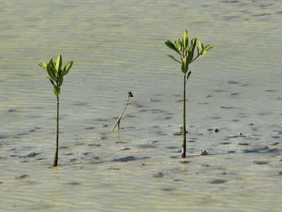 Les Salines | Mangroves with viviparous seedlings