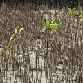 Les Salines | Mangroves with respiration roots