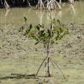 Les Salines | Small mangrove with prop roots