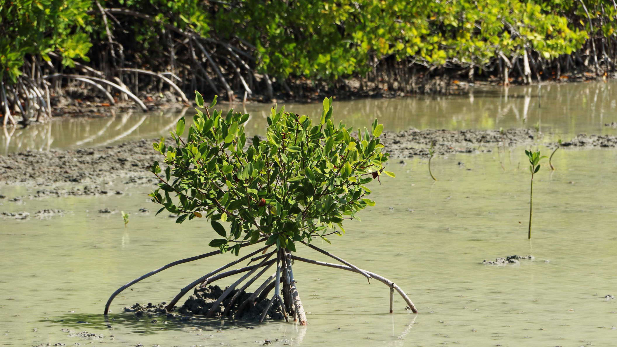 Étang des Salines. Prop roots are very common adaptations of mangrove trees to the mechanical stress encountered in their habitats. WI_la789.jpg