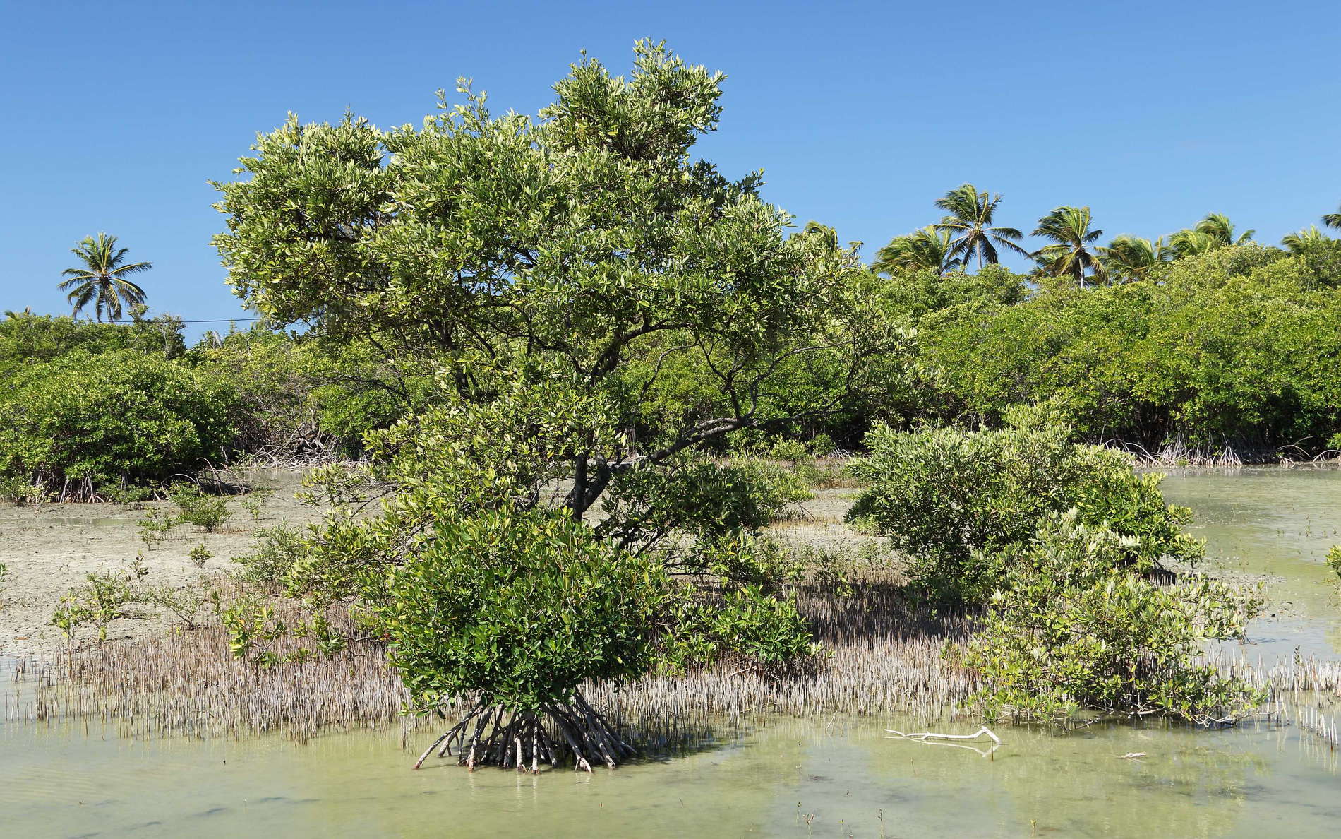 Étang des Salines. Respiration roots and prop roots are common adaptations of mangrove trees to the anaerobic soil conditions and mechanical stress in their habitats. WI_la792.jpg