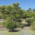 Les Salines | Mangroves