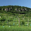Badacsony with vineyard
