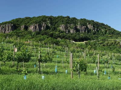 Badacsony with vineyard