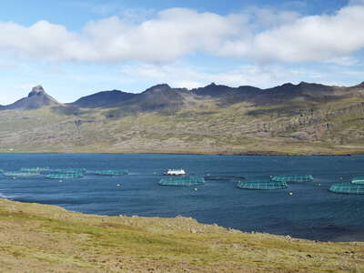 Berufjörður with fish farm