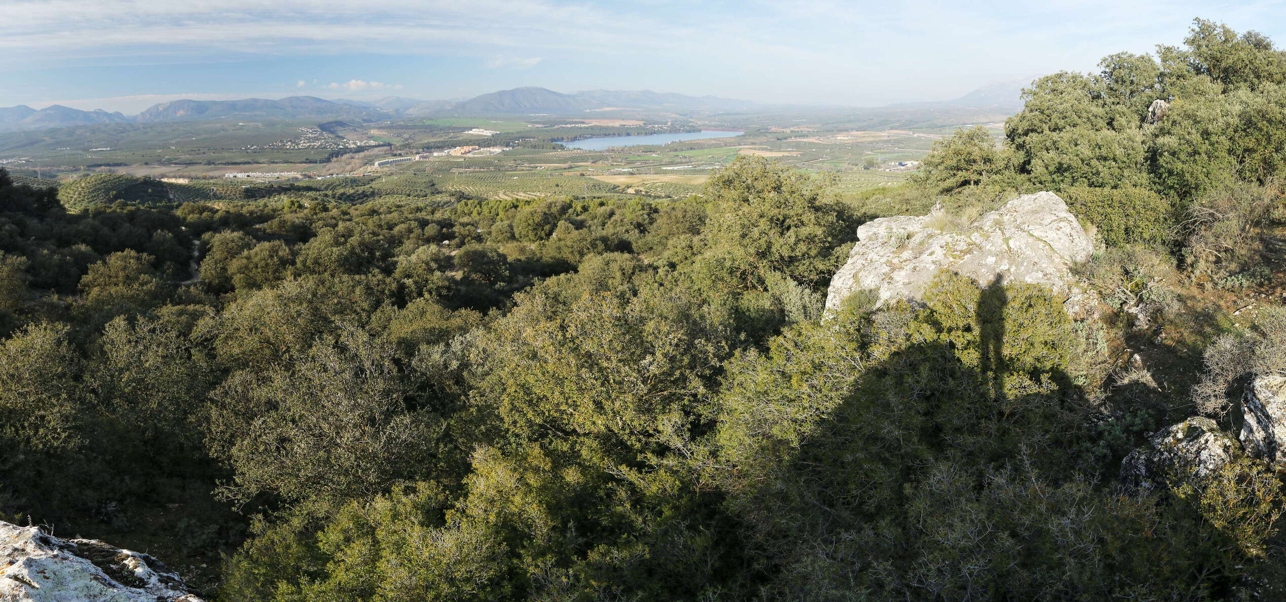 Hard-leaf forests, representing a typical mediterranean-type vegetation, have largely become restricted to nature reserves. Most other areas are used for agriculture or grazing, or have been converted to urban spaces. WI_e5084.jpg