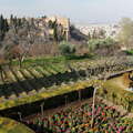 Granada | Garden with Alhambra