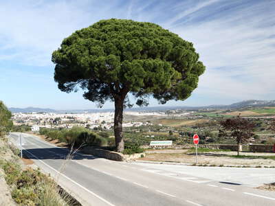 Ronda | Pinus pinea