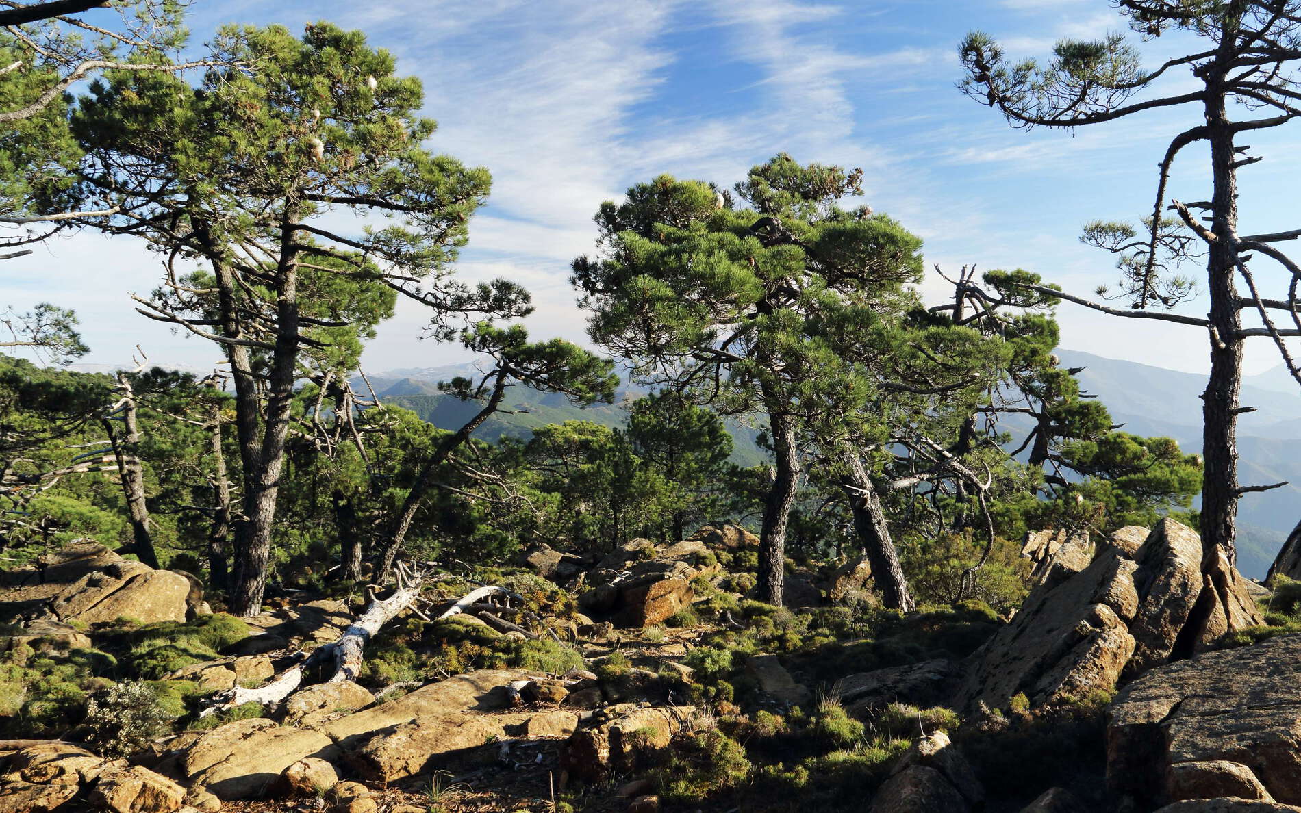 Sierra Bermeja | Pinus pinaster