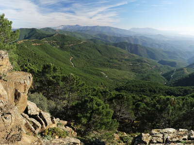 Sierra Bermeja with pine forest