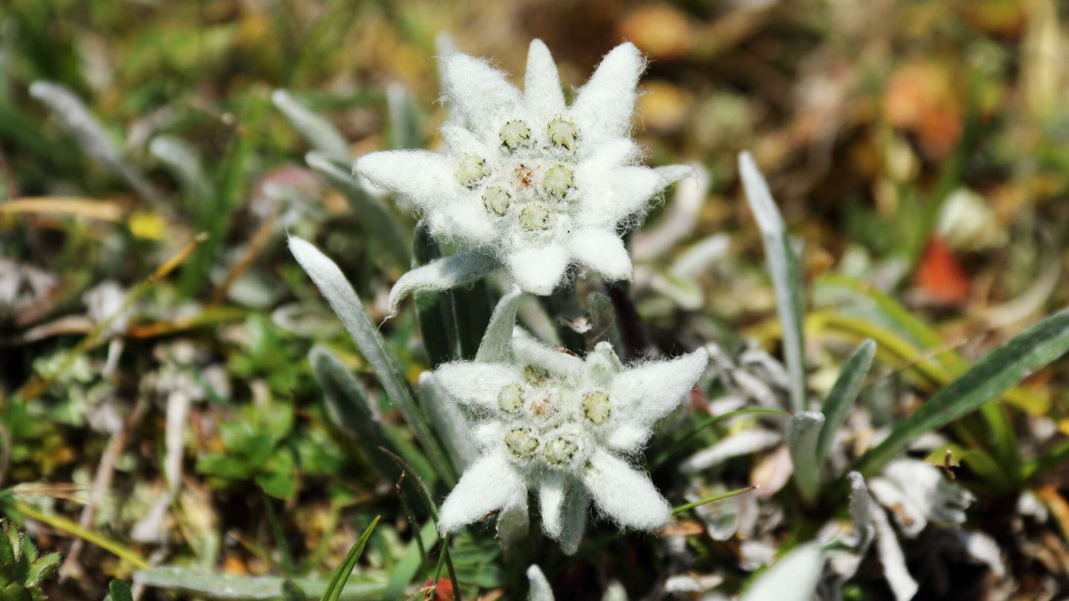Trenchtling | Edelweiss