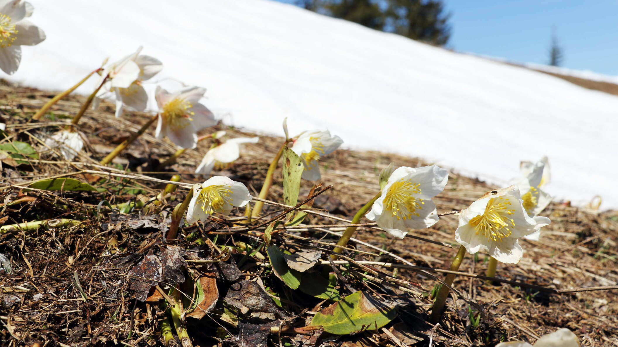 Hohe Trett | Spring flowers