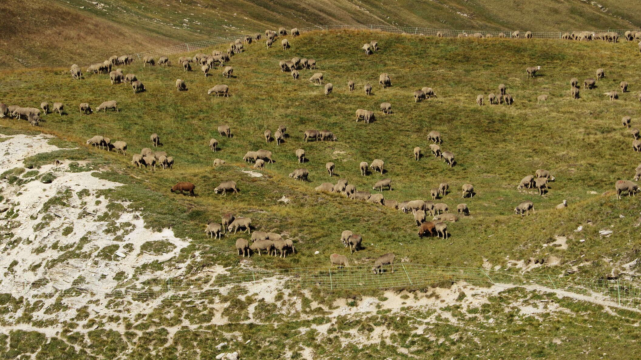 Col du Galibier | Sheep herding