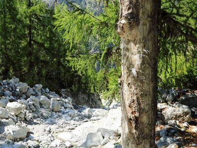 Matter Valley | Ritigraben with damaged tree