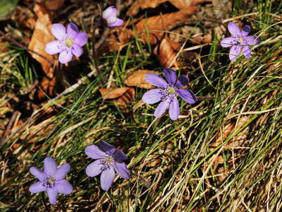 Tegelberg | Spring flowers
