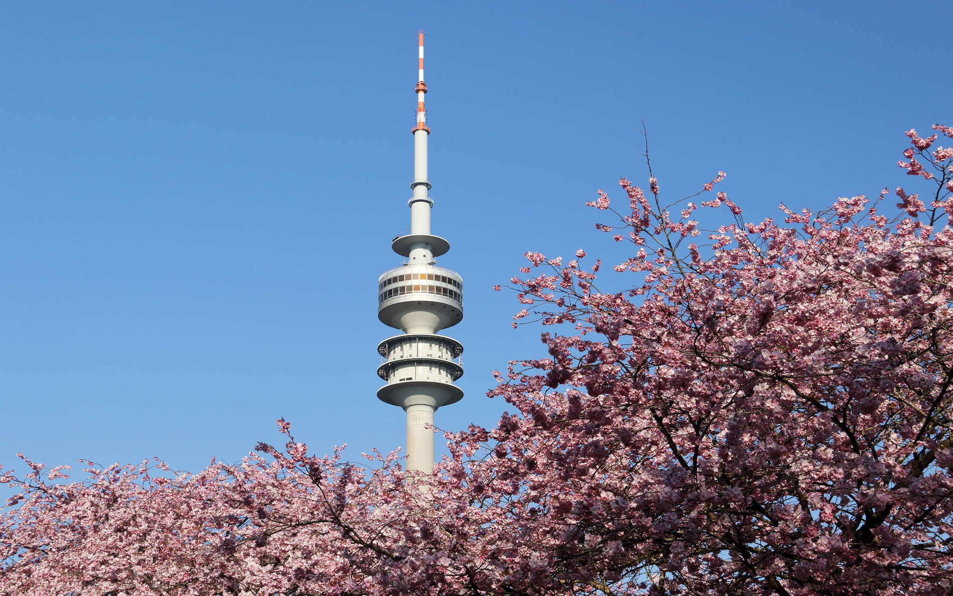 The Olympiapark was constructed for the 1972 Summer Olympics and is the home of several cherry trees, bursting into flower each spring. The 291 m high Olympiaturm, completed in 1968, appears behind the trees. WI_ge002_543.jpg