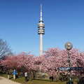 München | Cherry blossom and Olympiaturm