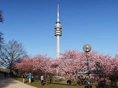 München | Cherry blossom and Olympiaturm