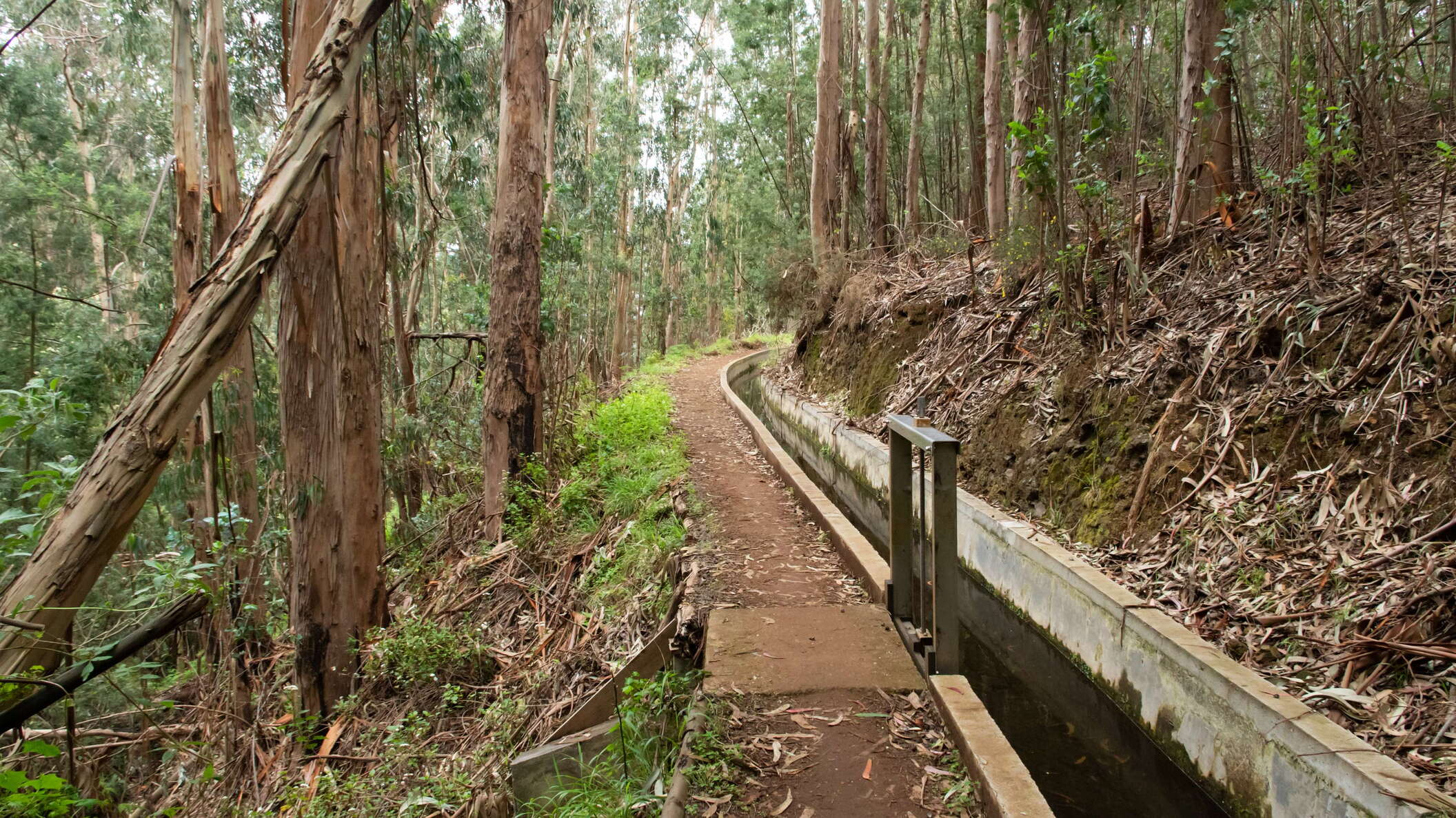 Boa Morte | Eucalyptus forest with Levada do Norte
