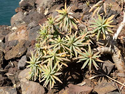 Fajã Quebrada Nova | Euphorbia piscatoria