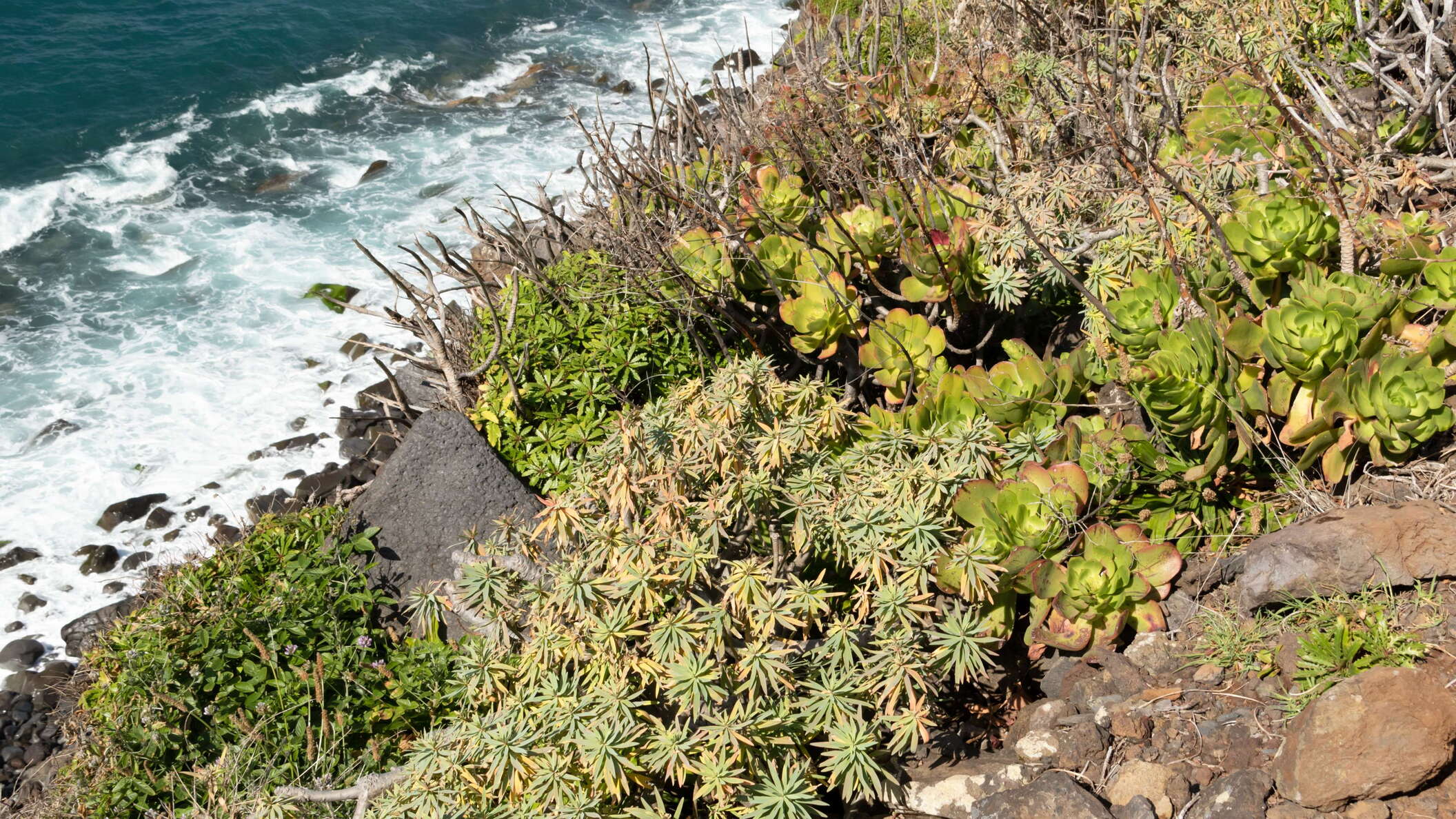 Fajã Quebrada Nova | Coastal vegetation