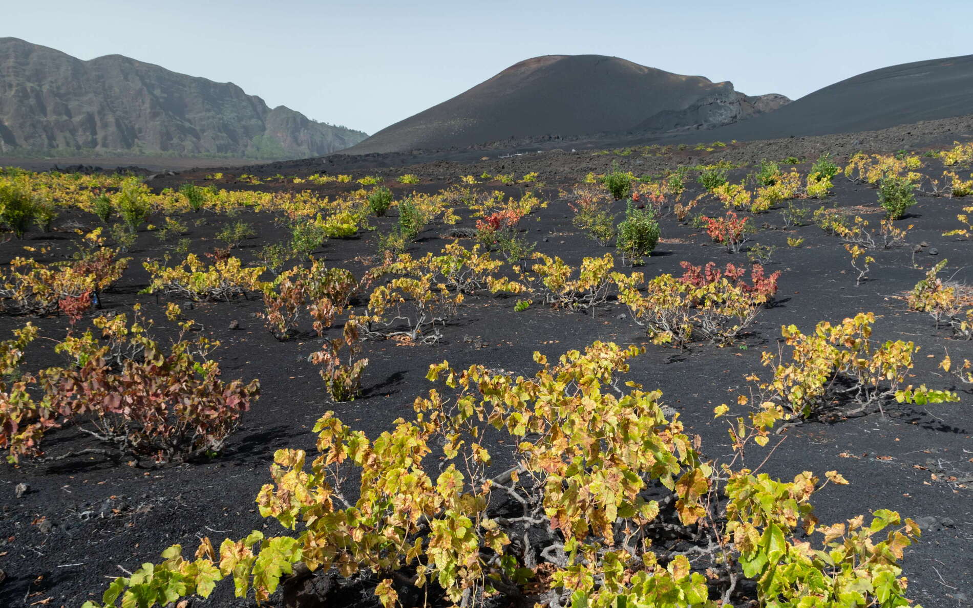 Even though also other types of fruits are cultivated, grapes are the outstanding product grown in the caldera of Fogo. Vines were brought to the island in 1870, and the villages of Chã das Caldeiras were founded in 1917 and 1920 for grape cultivation, due to the suitability of the caldera's climate and the fertile volcanic soils. Still, the wine is mainly consumed locally, with very limited export. WI_cv134.jpg