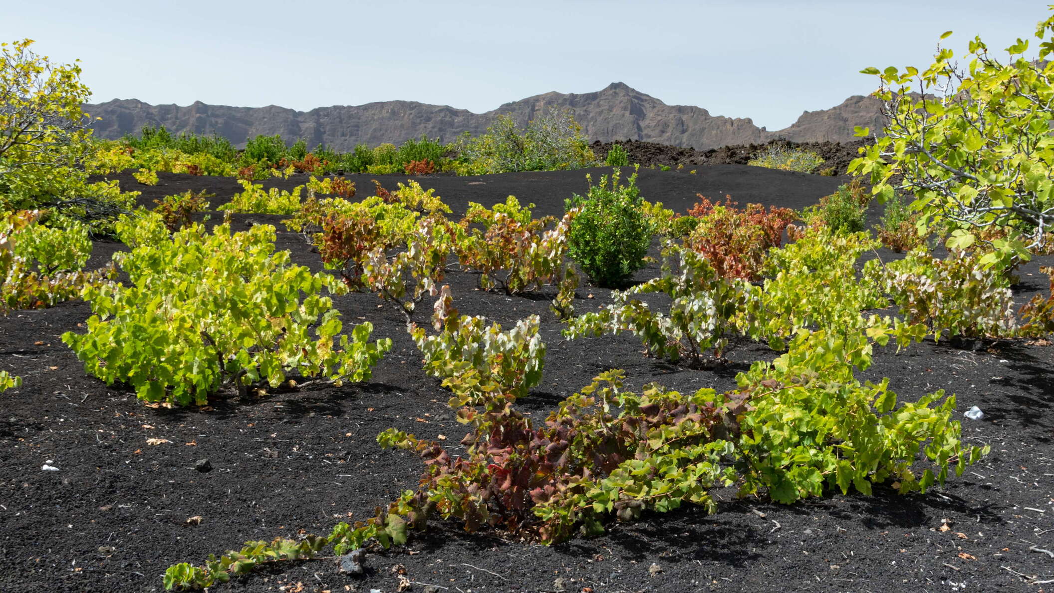 Even though also other types of fruits are cultivated, grapes are the outstanding product grown in the caldera of Fogo. Vines were brought to the island in 1870, and the villages of Chã das Caldeiras were founded in 1917 and 1920 for grape cultivation, due to the suitability of the caldera's climate and the fertile volcanic soils. Still, the wine is mainly consumed locally, with very limited export. WI_cv136.jpg