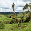 Northern highlands of Antioquia with grazing grounds