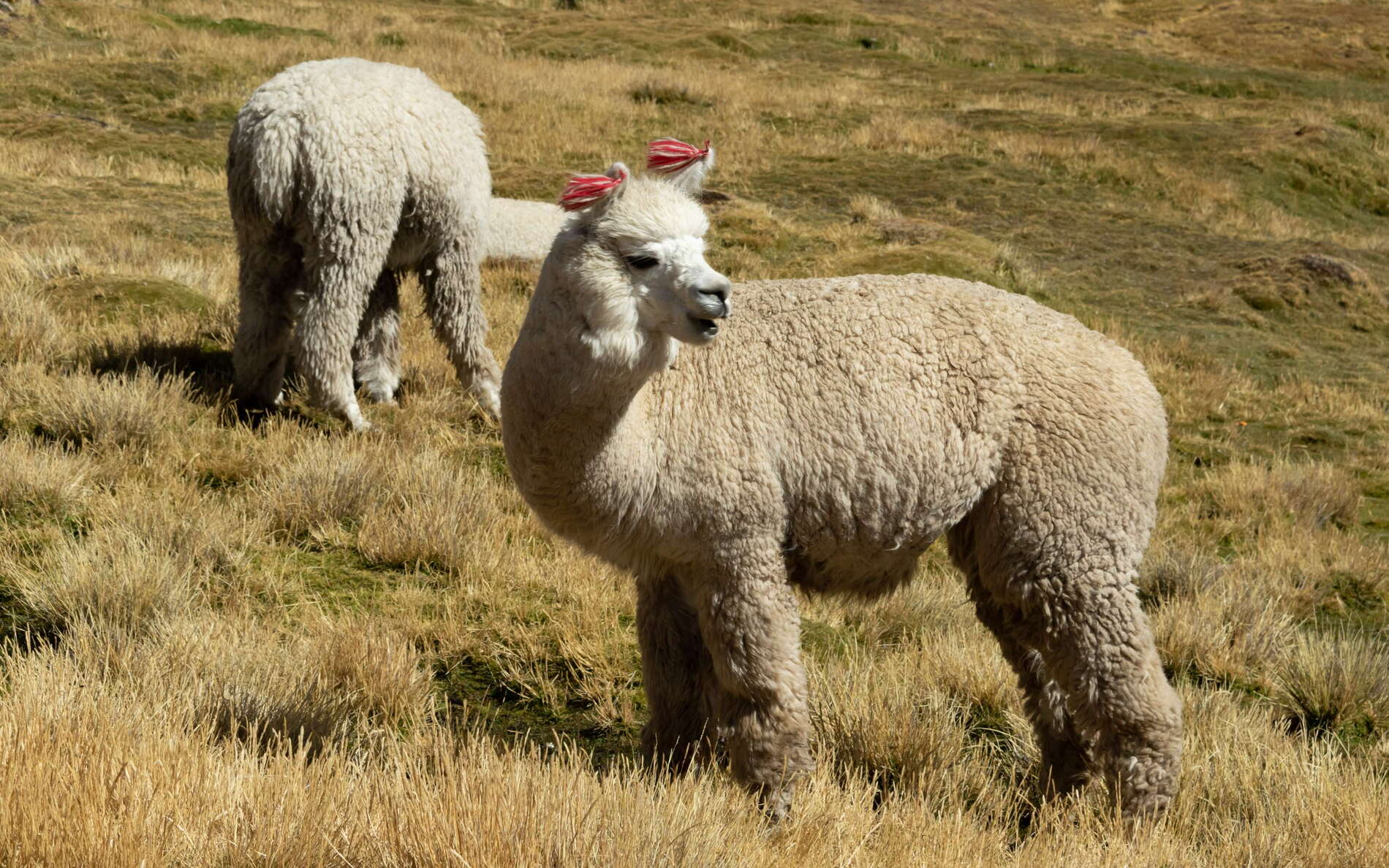 In the Peruvian part of the Altiplano, llamas are still very important as livestock. WI_pe101_416_102.jpg