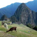 Machu Picchu with llamas and Huayna Picchu
