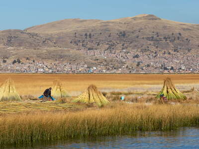 Lago Titicaca | Reed harvesting
