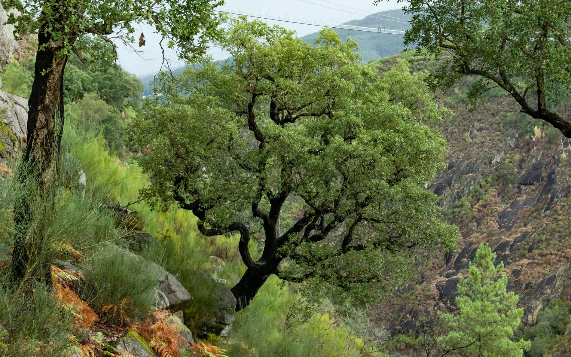 Arouca UNESCO Global Geopark | Valley of Rio Paiva