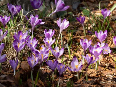 Istria | Spring flowers in the Učka mountains