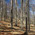 Istria | Beech forest in the Učka mountains