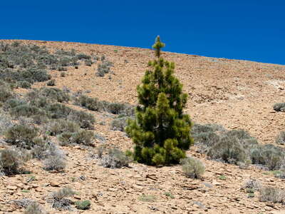 Vilaflor | Solitary pine
