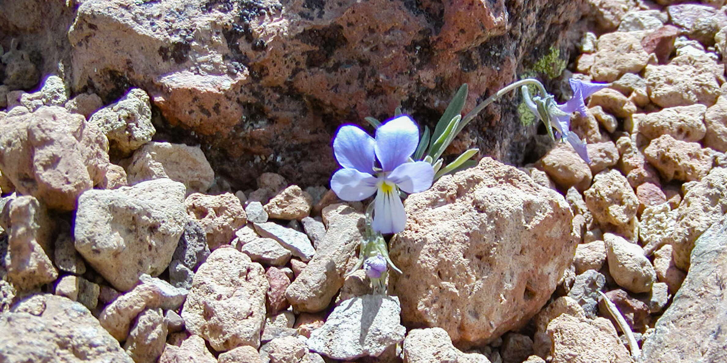 Las Cañadas | Viola cheiranthifolia