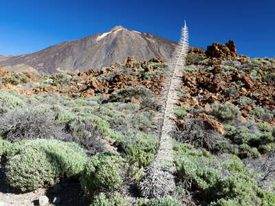Las Cañadas | Echium wildpretii and Pico del Teide