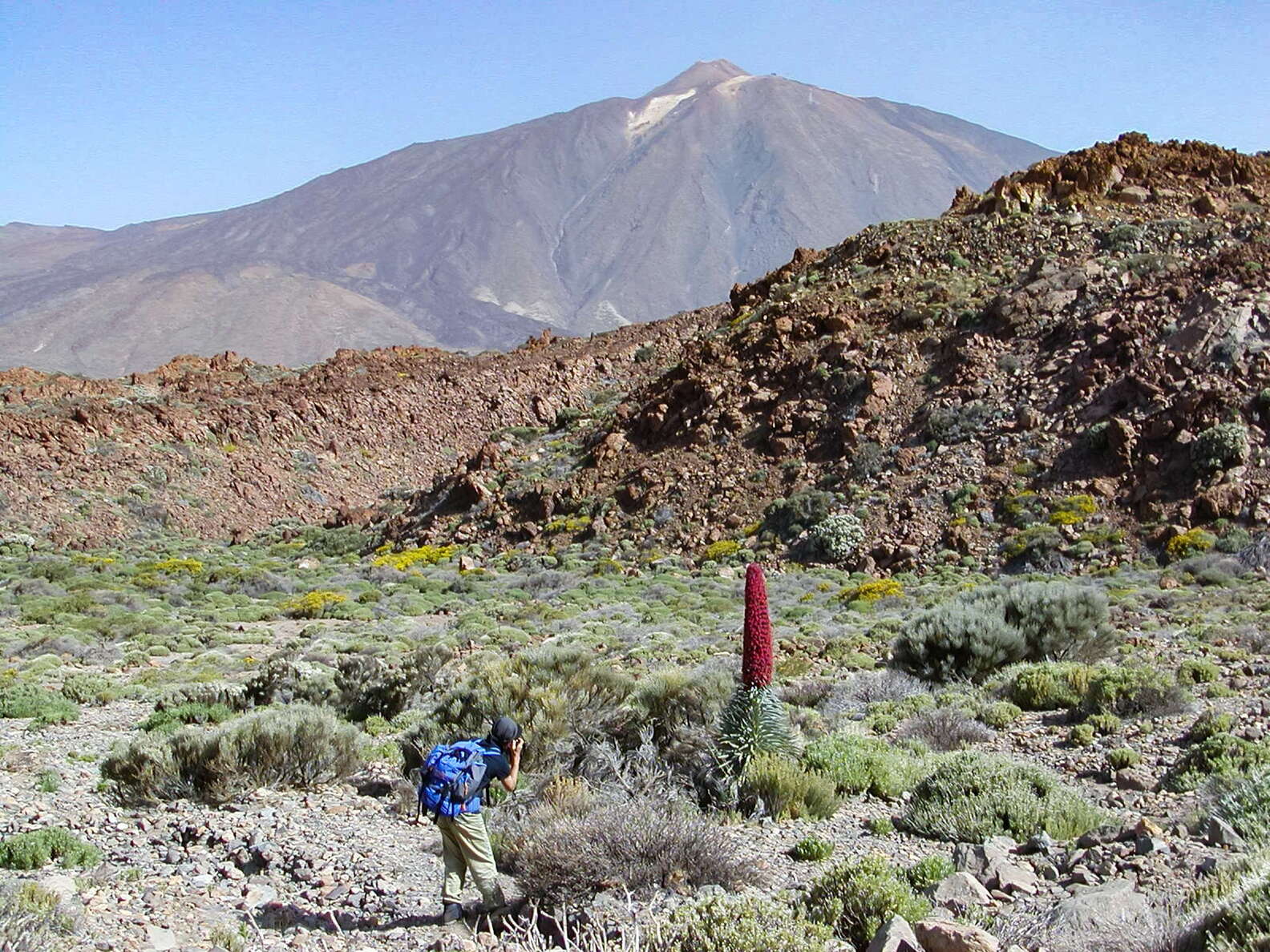 Las Cañadas with Echium wildpretii and Pico del Teide