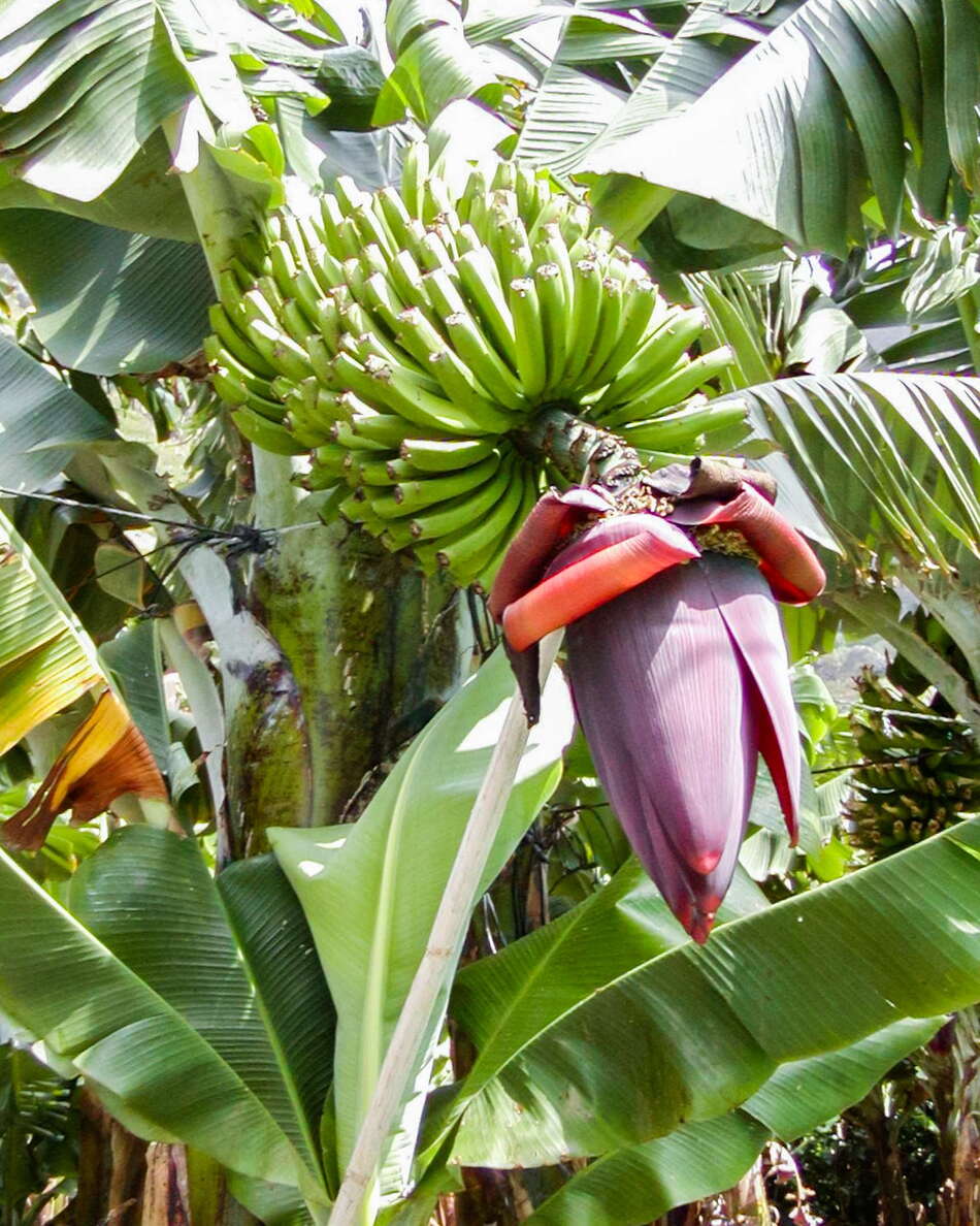 Banana plantations dominate the lowland areas near the very NW corner of Tenerife. WI_ctf710.jpg