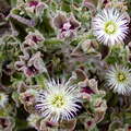 Barranco del Risco | Mesembryanthemum crystallinum
