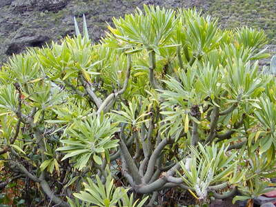 Barranco del Risco | Kleinia neriifolia