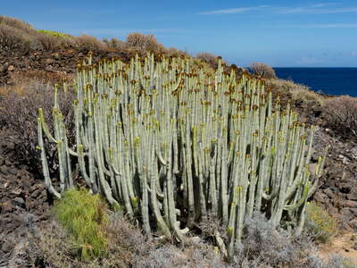 Costa del Silencio | Euphorbia canariensis
