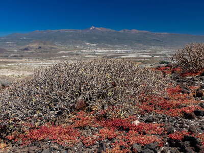 Montaña Bocinegro | Euphorbia balsamifera and Pico del Teide