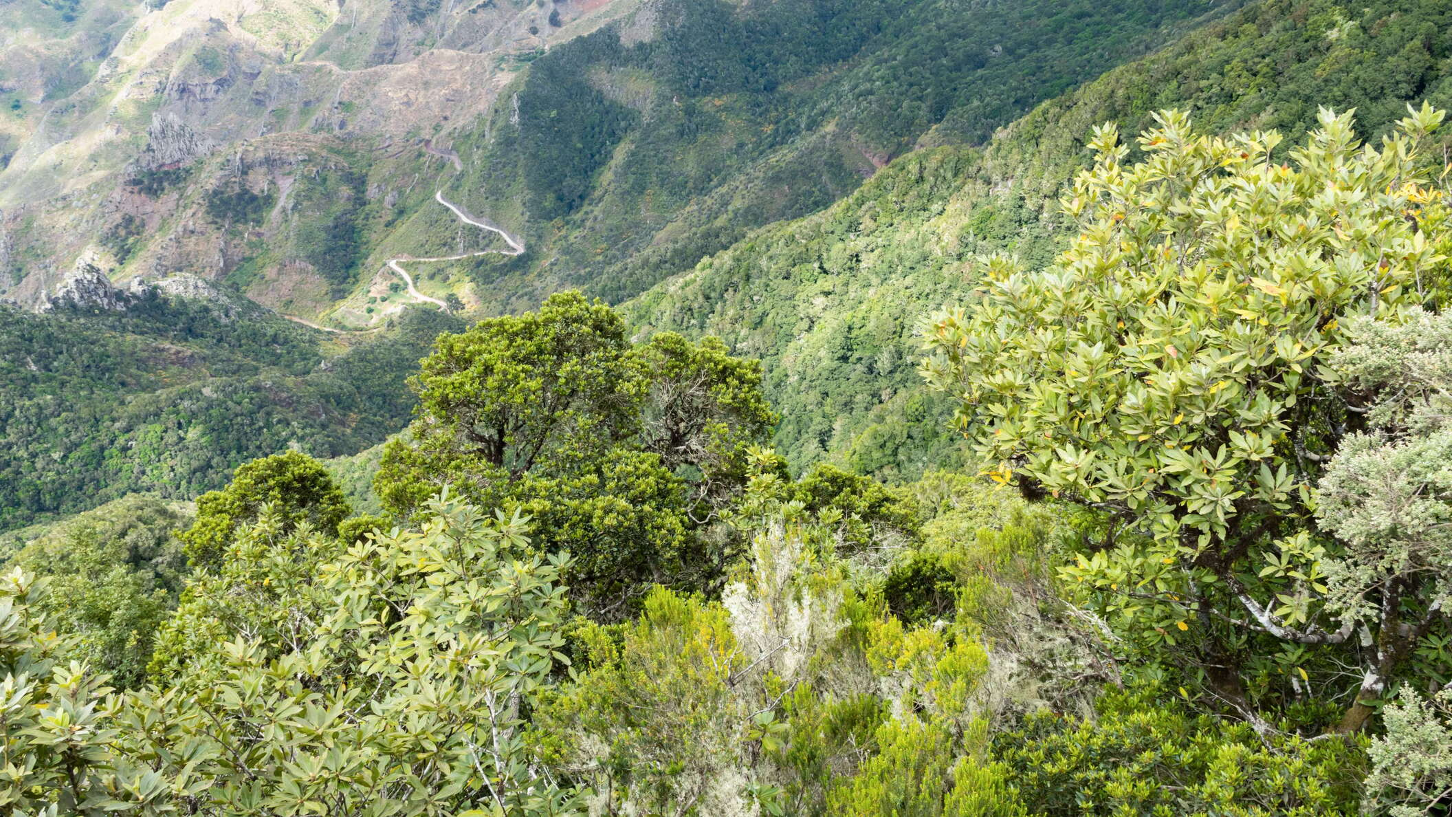 Pico del Inglés | Fayal-brezal and laurisilva