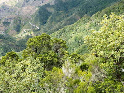 Pico del Inglés | Fayal-brezal and laurisilva