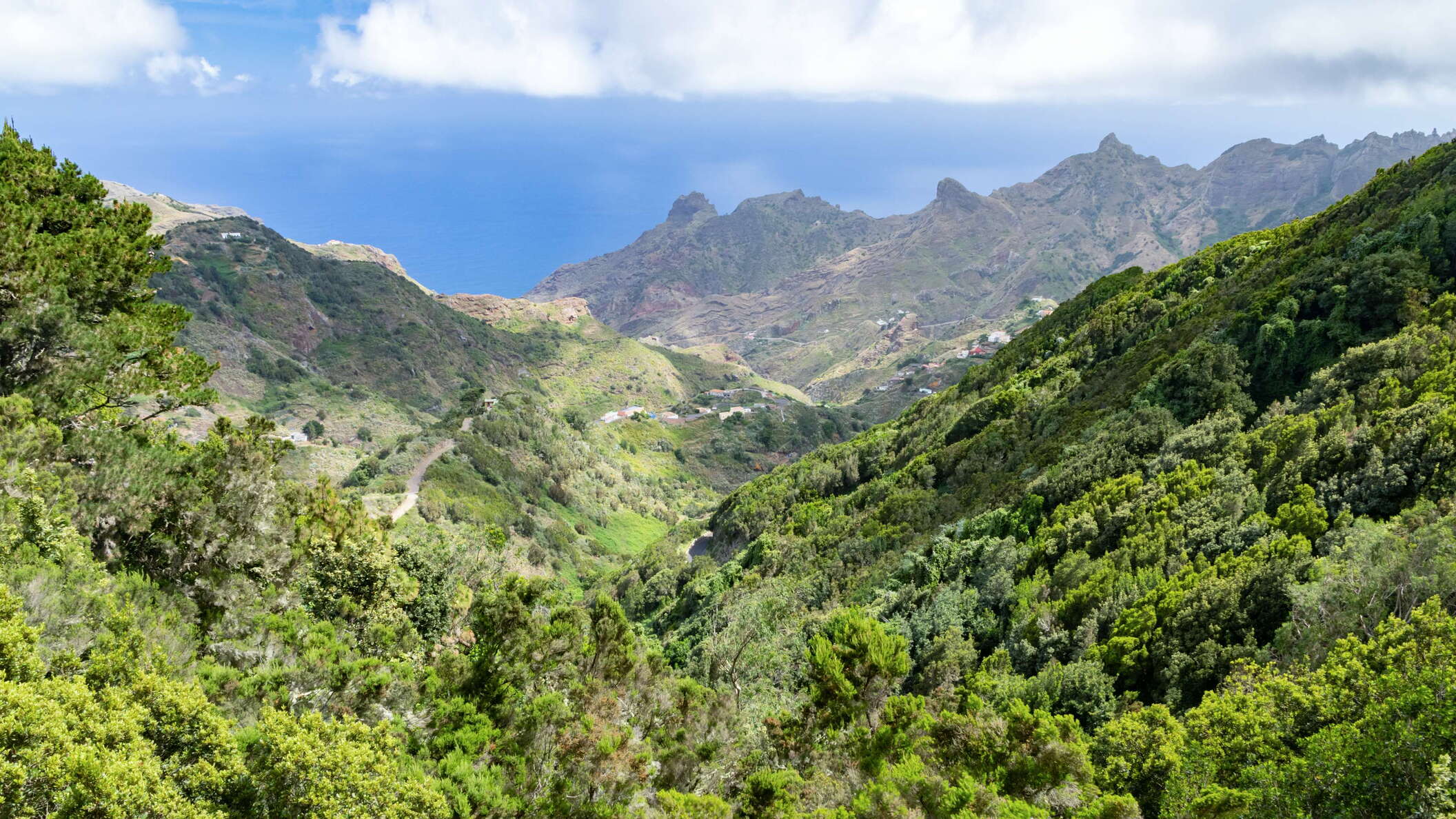 Macizo de Anaga | Barranco del Agua with fayal-brezal