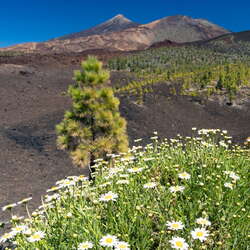 Canary Islands | Tenerife