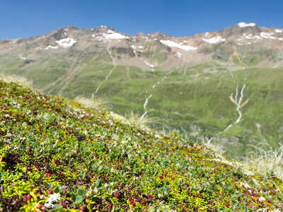 Obergurgl | Alpine dwarf shrub heathland