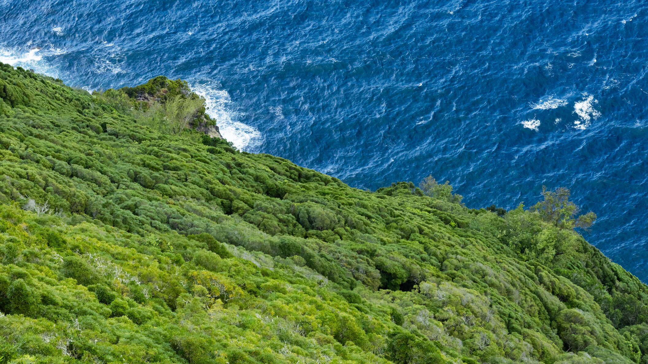 Ponta do Espigão with laurisilva