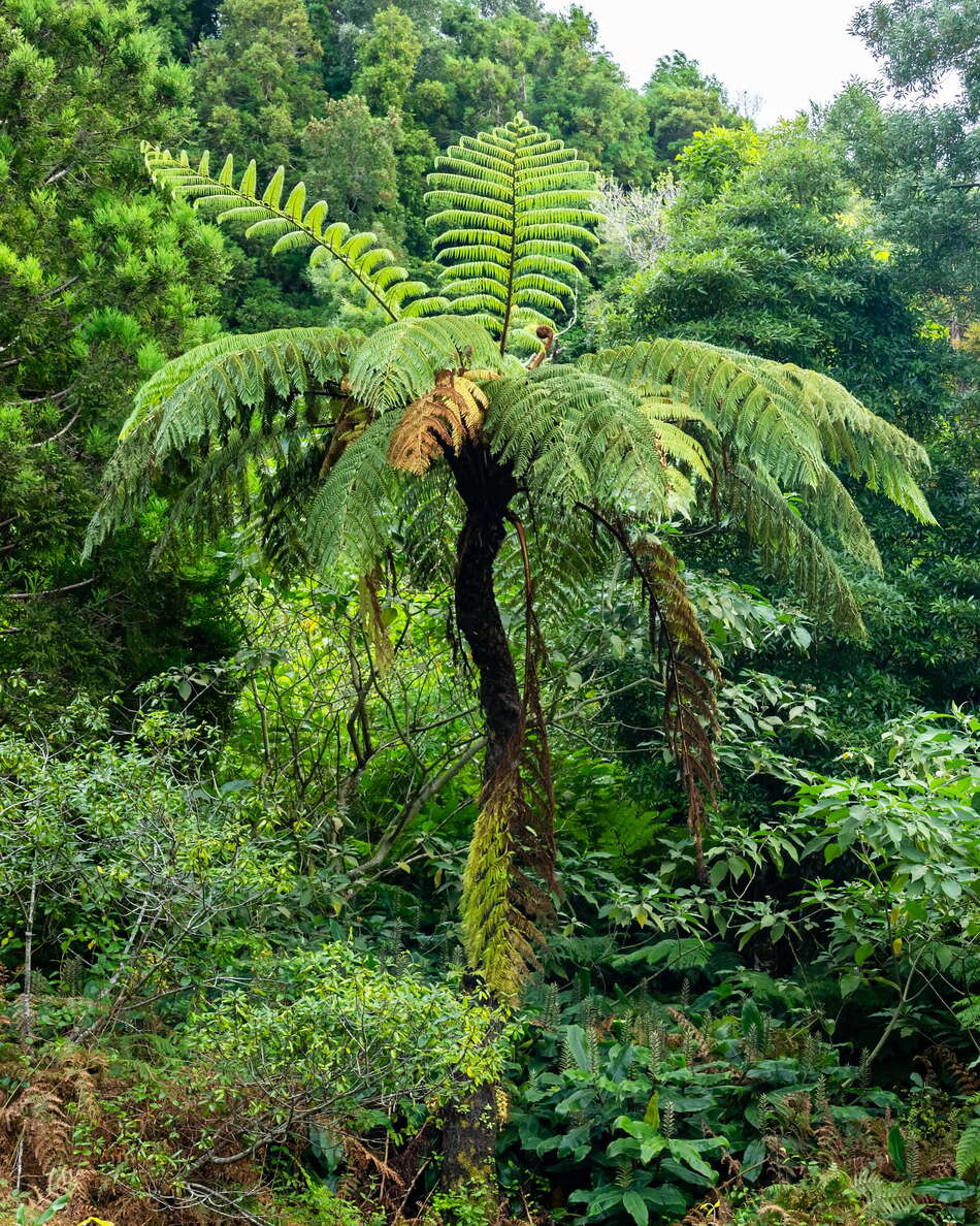 São Roque do Pico | Tree fern